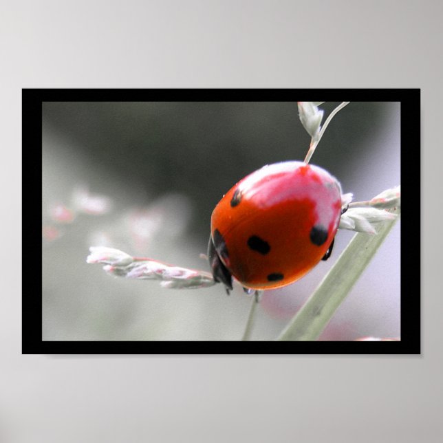 Ladybug Poster (Front)