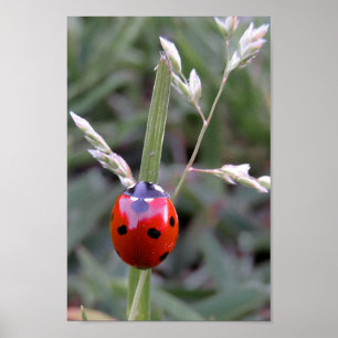 Ladybug Poster