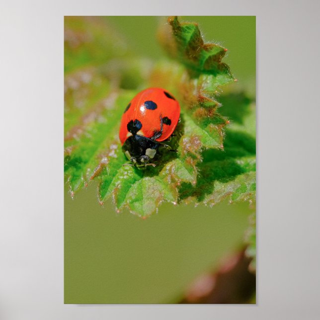 Ladybug Poster (Front)