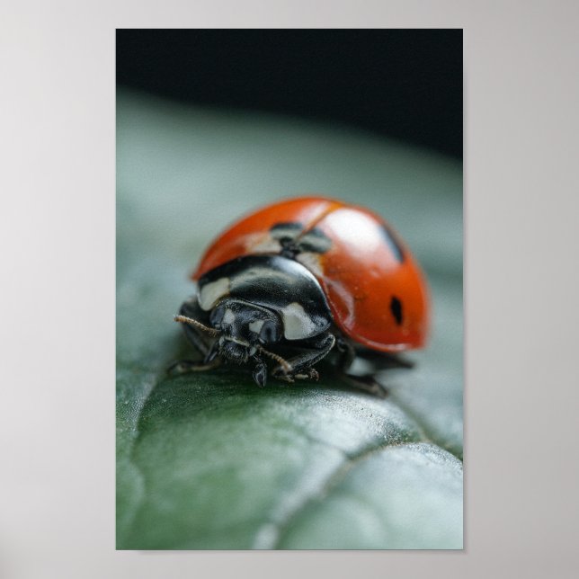 Ladybug Poster (Front)