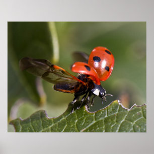 Ladybug Poster
