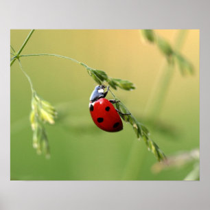 Ladybug Poster