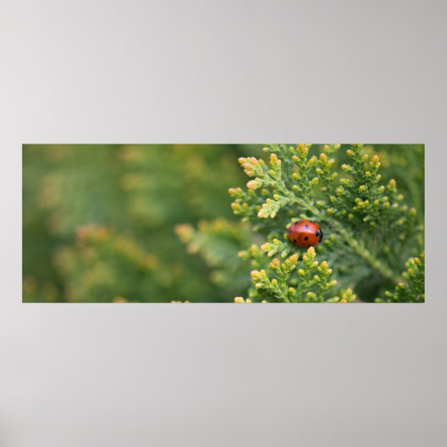 Ladybug Poster (Front)