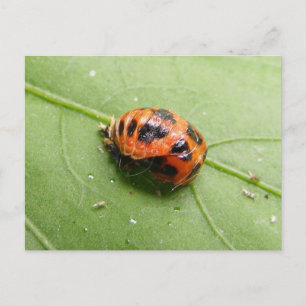 Ladybug Pupa ~ postcard