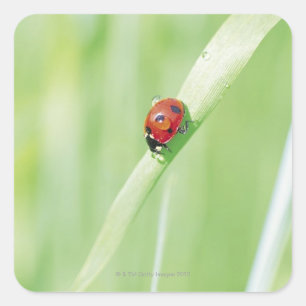 Ladybug Square Sticker