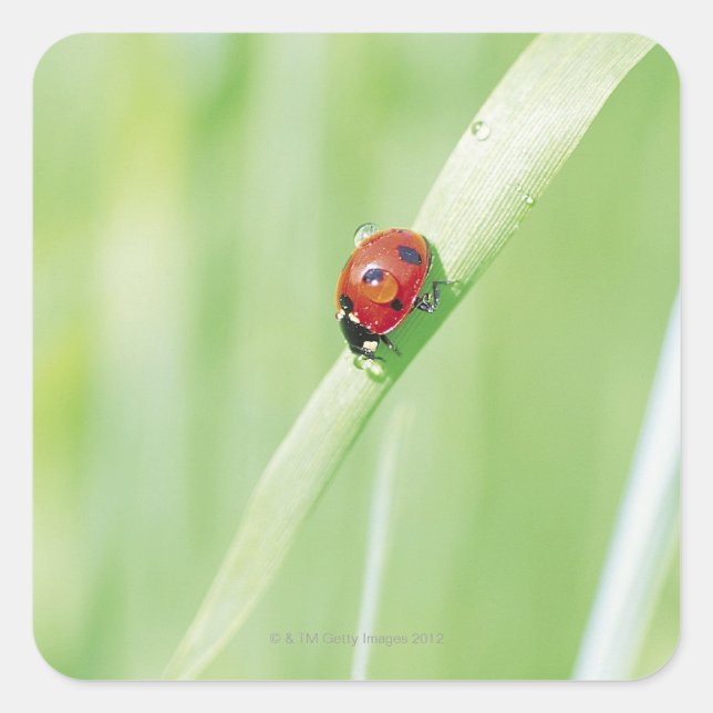 Ladybug Square Sticker (Front)