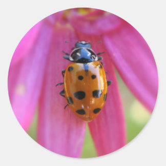 Ladybug Sticker