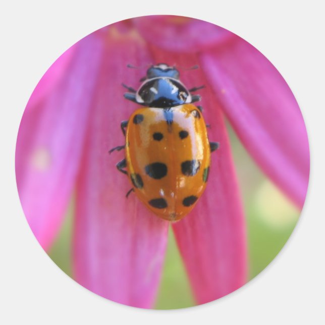 Ladybug Sticker (Front)