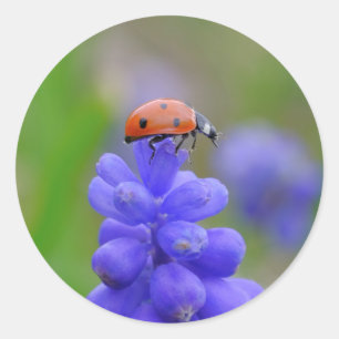 Ladybug Stickers