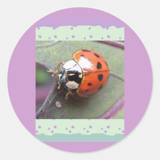 Ladybug Stickers (Front)