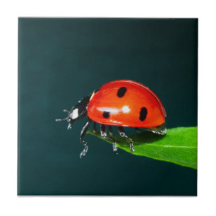 Ladybug Tile