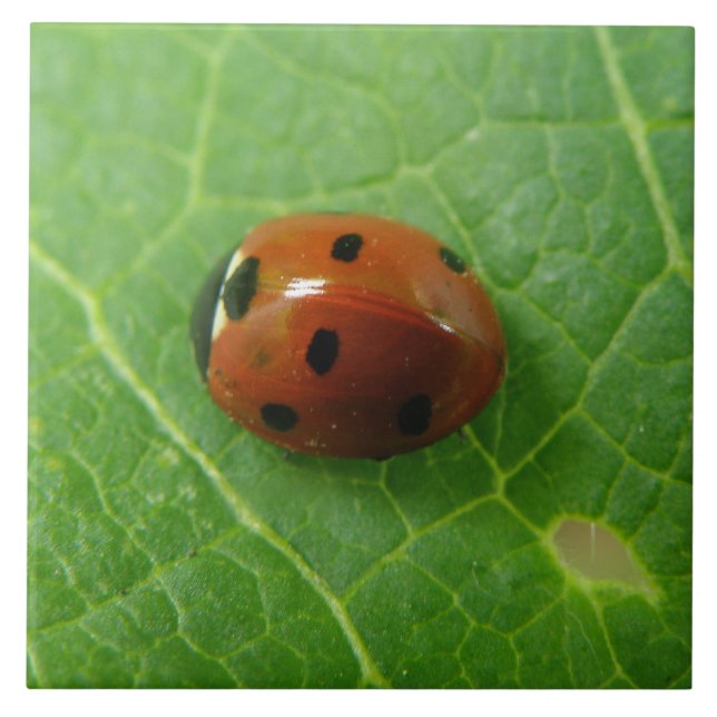 Ladybug Tile (Front)