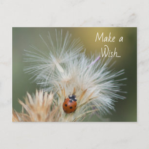 Ladybug Wish postcard