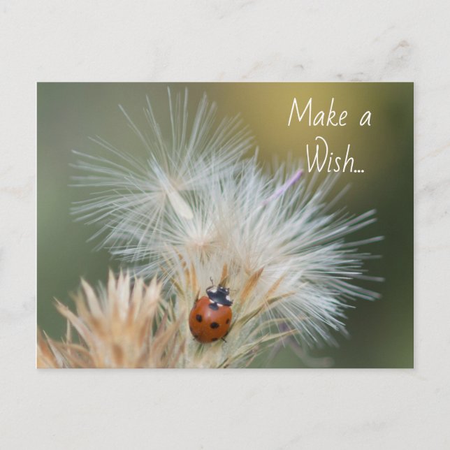 Ladybug Wish postcard (Front)