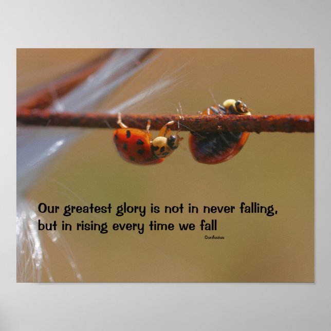 Ladybugs Attitude Inspirational Confucius Quote Poster (Front)