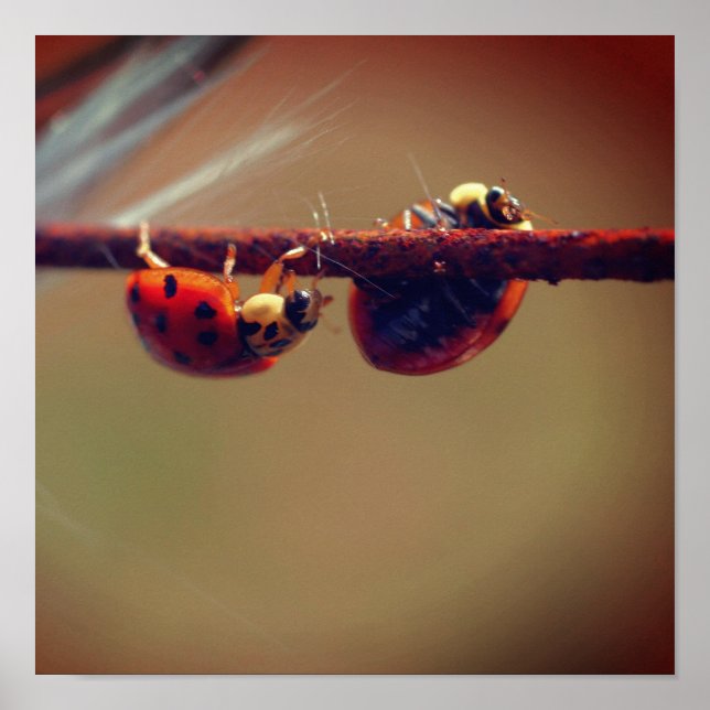 Ladybugs Balancing Close Up Poster (Front)