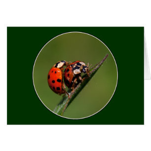 Ladybugs In Love