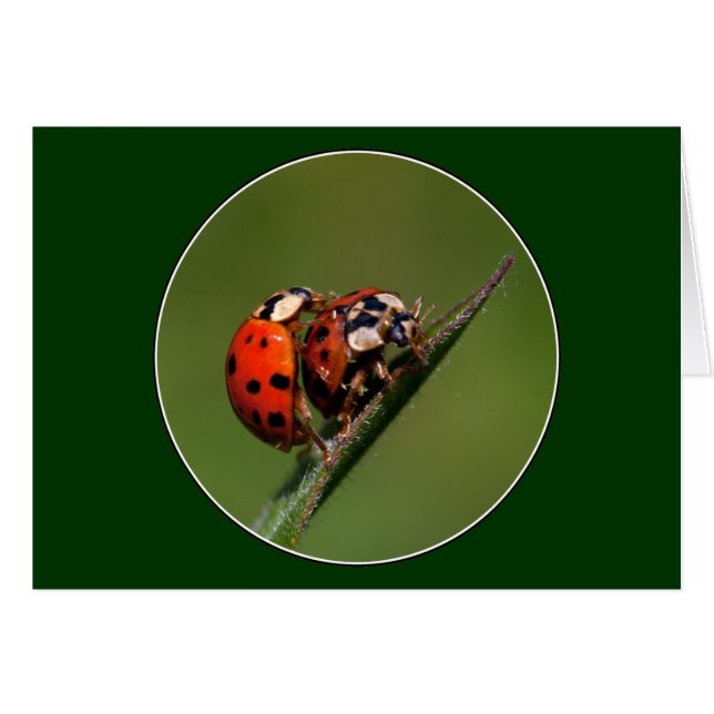 Ladybugs In Love (Front Horizontal)