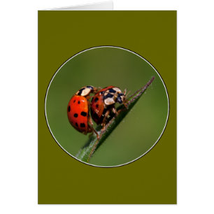 Ladybugs In Love