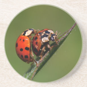 Ladybugs In Love Coaster