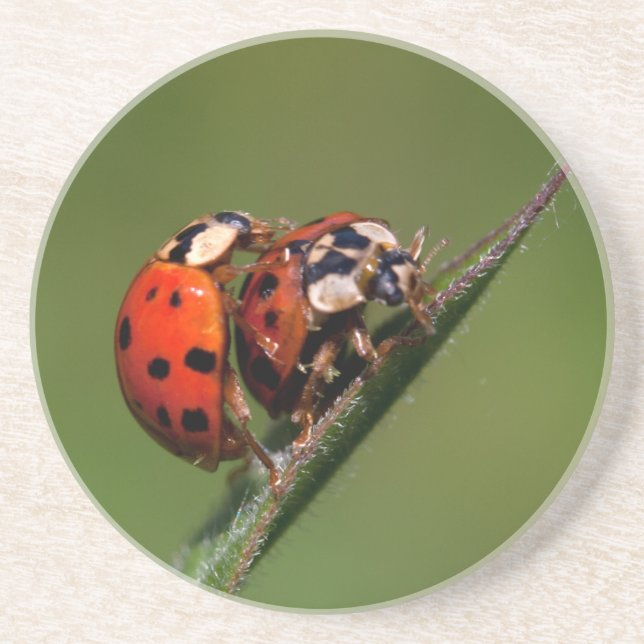 Ladybugs In Love Coaster (Front)
