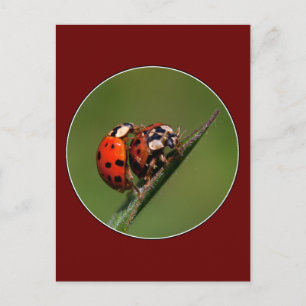 Ladybugs In Love Postcard