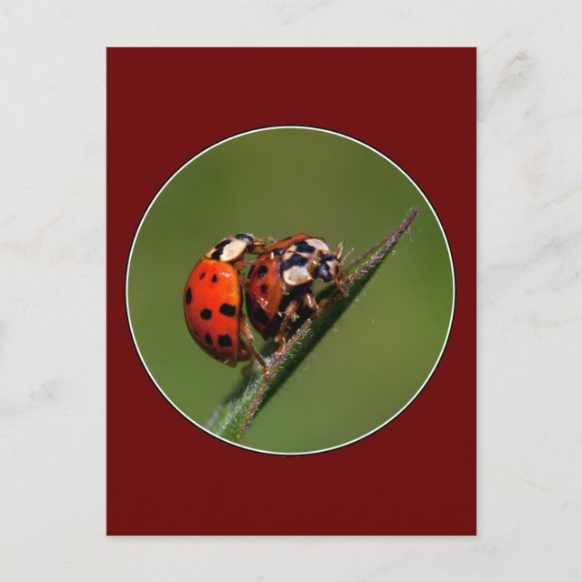 Ladybugs In Love Postcard (Front)