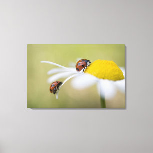Ladybugs on an oxeye daisy, Biei, Hokkaido, Canvas Print