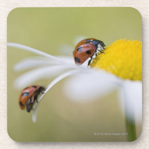 Ladybugs on an oxeye daisy, Biei, Hokkaido, Coaster