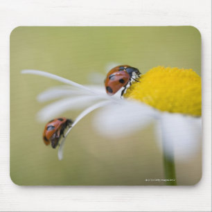 Ladybugs on an oxeye daisy, Biei, Hokkaido, Mouse Mat