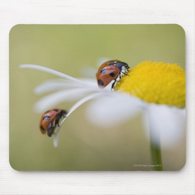 Ladybugs on an oxeye daisy, Biei, Hokkaido, Mouse Mat (Front)