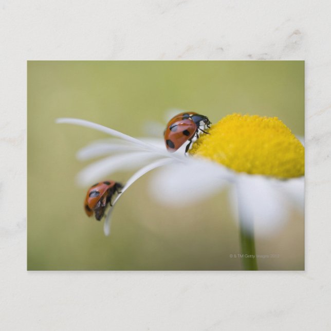 Ladybugs on an oxeye daisy, Biei, Hokkaido, Postcard (Front)