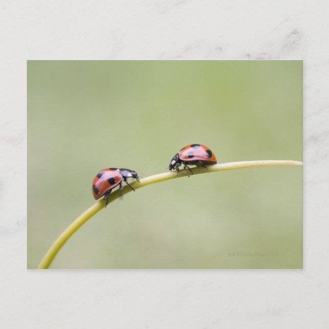 Ladybugs on stem, Biei, Hokkaido, Japan Postcard (Front)