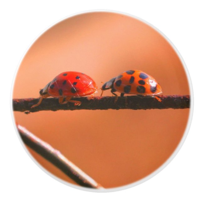 Ladybugs Play Follow The Leader Close Up  Ceramic Knob (Front)