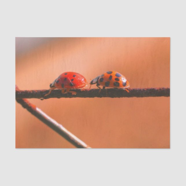 Ladybugs Play Follow The Leader Decoupage Tissue Paper (Front)