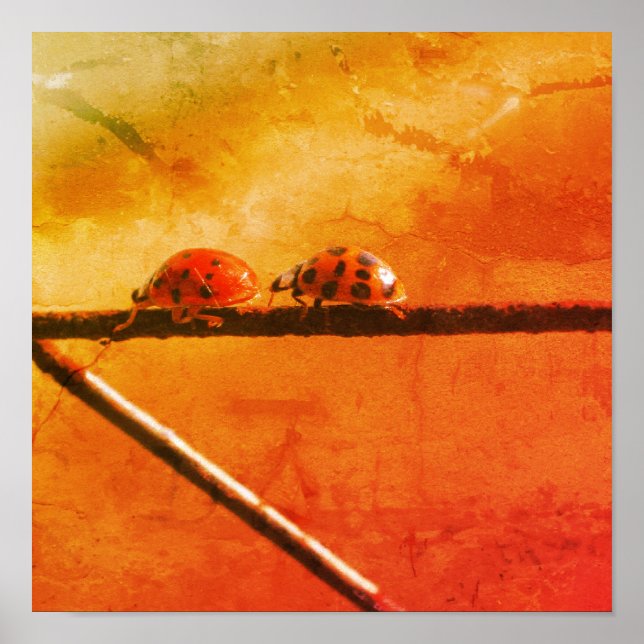 Ladybugs Play Follow The Leader Distressed Art Poster (Front)