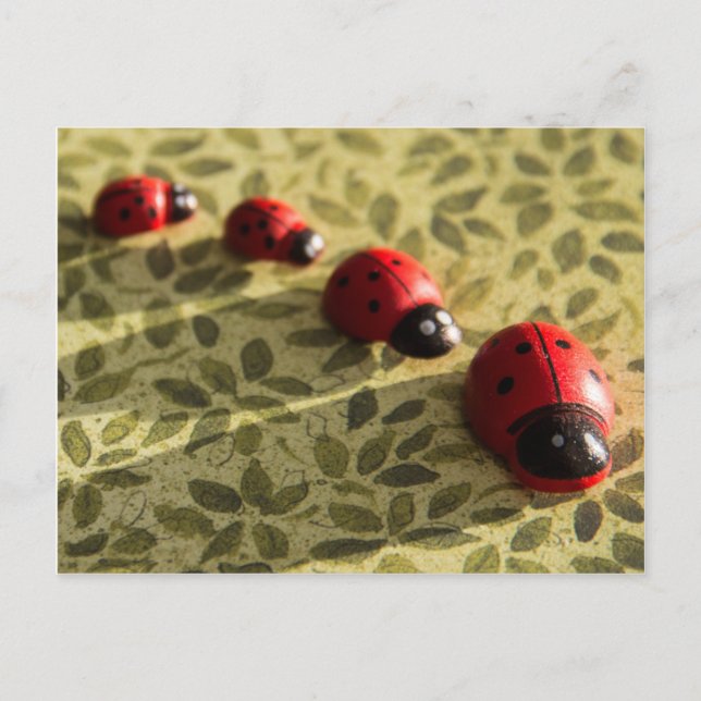 Ladybugs postcard (Front)
