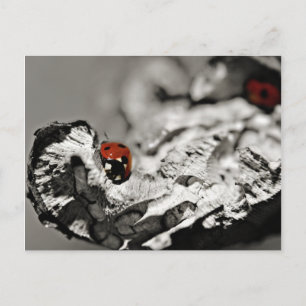 Ladybugs Postcards