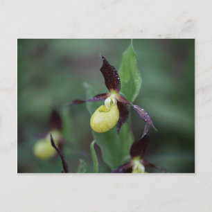 Ladys slipper Orchid (Cypripedium calceolus) Postcard