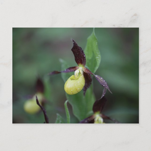 Ladys slipper Orchid (Cypripedium calceolus) Postcard (Front)