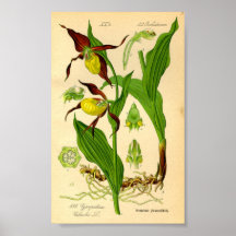 Lady's Slipper Orchid (Cypripedium calceolus)