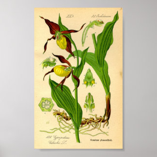 Lady's Slipper Orchid (Cypripedium calceolus) Poster