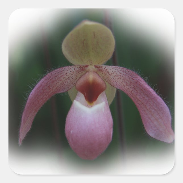 Lady's Slipper Orchid Square Sticker (Front)