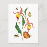 Lady's slipper orchid - Vintage Botanical Art -
