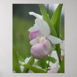 Ladyslipper in the Rain Poster