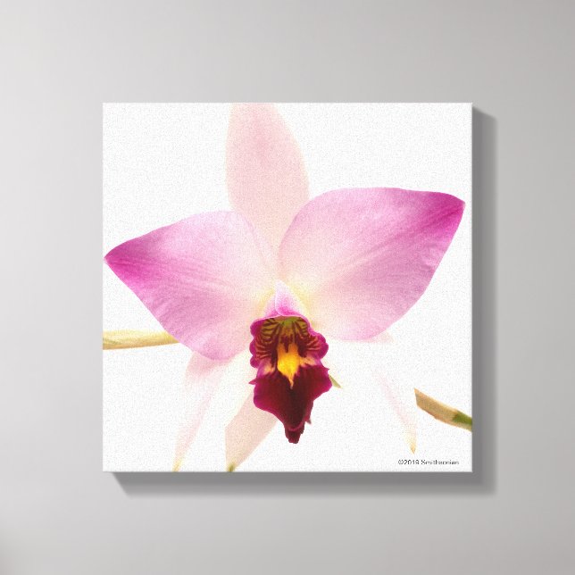 Laelia Ancep Canvas Print (Front)