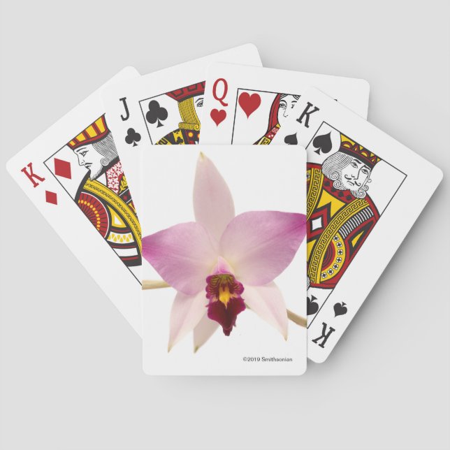 Laelia Ancep Playing Cards (Back)