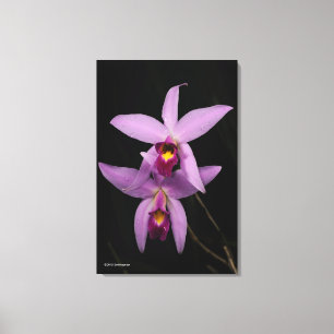 Laelia Anceps Canvas Print