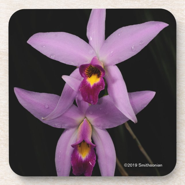 Laelia Anceps Coaster (Front)