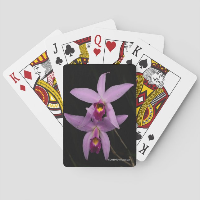 Laelia Anceps Playing Cards (Back)